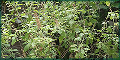maduruthala