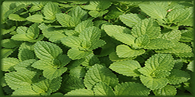 Ratala
