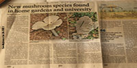 New Mushroom mushroom-clip